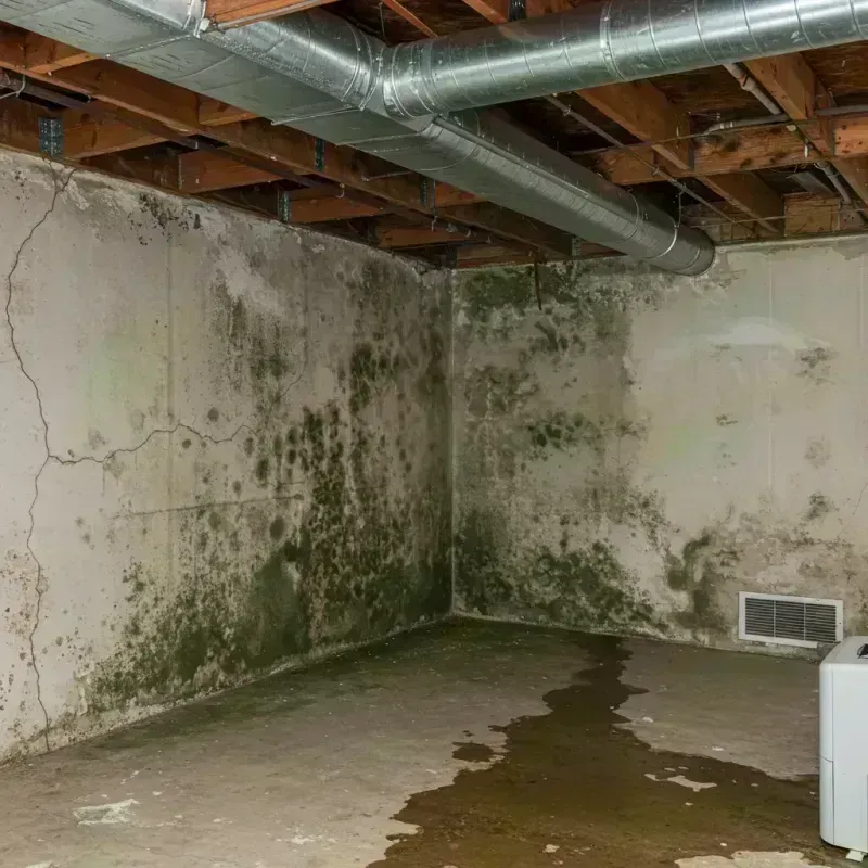 Professional Mold Removal in Monroe County, IL